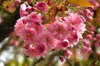 springflowers100-140401.jpg