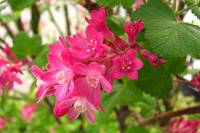 springflowers102-140401.jpg