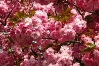 springflowers105-140402.jpg