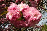 springflowers109-140402.jpg