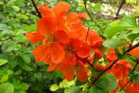 springflowers111-140402.jpg