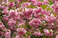 springflowers114-140408.jpg