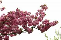 springflowers116-140408.jpg