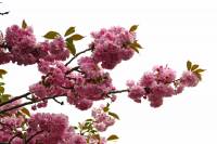 springflowers117-140408.jpg