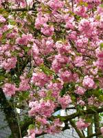 springflowers118-140408.jpg