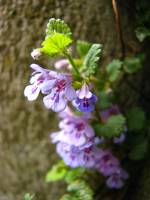 springflowers119-140408.jpg