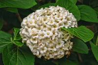 springflowers126-140409.jpg