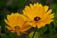 springflowers129-140415.jpg