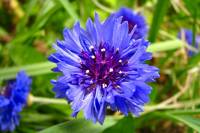 springflowers130-140415.jpg