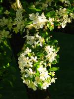 springflowers143-140416.jpg