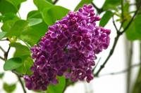 springflowers145-140423.jpg