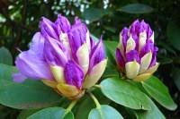 springflowers146-140423.jpg