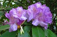 springflowers147-140423.jpg