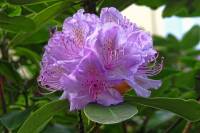 springflowers148-140423.jpg