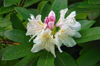 springflowers149-140423.jpg
