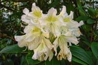 springflowers150-140423.jpg