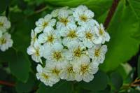 springflowers153-140423.jpg