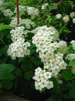 springflowers154-140423.jpg