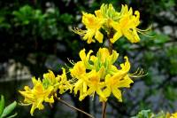 springflowers156-140423.jpg