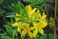 springflowers157-140423.jpg
