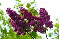 springflowers158-140423.jpg