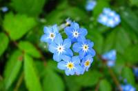 springflowers159-140423.jpg