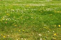 springflowers160-140423.jpg