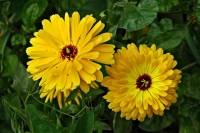 springflowers161-140430.jpg