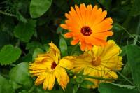springflowers162-140430.jpg