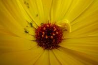 springflowers163-140430.jpg