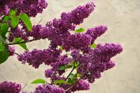 springflowers164-140430.jpg