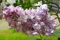 springflowers165-140430.jpg