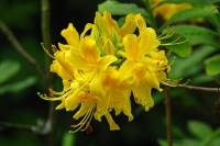 springflowers166-140430.jpg