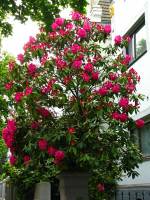 springflowers167-140430.jpg