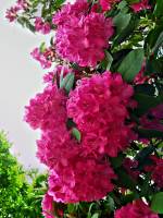 springflowers168-140430.jpg