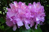 springflowers169-140430.jpg