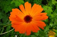 springflowers171-140513.jpg