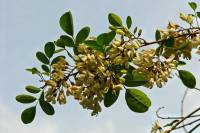 springflowers172-140513.jpg