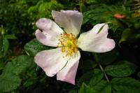 springflowers175-140513.jpg