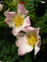 springflowers176-140513.jpg