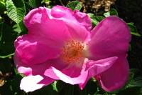 springflowers179-140519.jpg