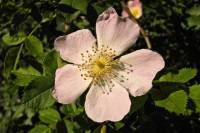 springflowers180-140519.jpg