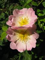 springflowers181-140519.jpg