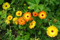 springflowers182-140520.jpg