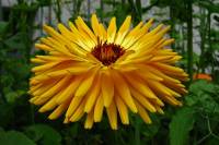 springflowers183-140520.jpg