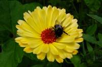 springflowers184-140520.jpg