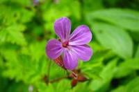 springflowers185-140520.jpg