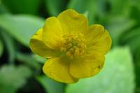 springflowers186-140520.jpg