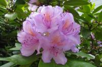 springflowers188-140520.jpg
