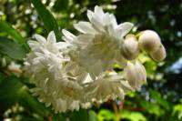 springflowers189-140520.jpg